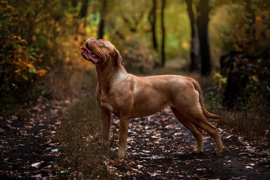 Ultimate Mastiff